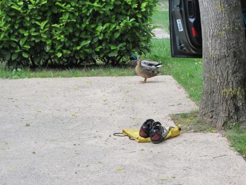 Caussenarde-2016-y-0028